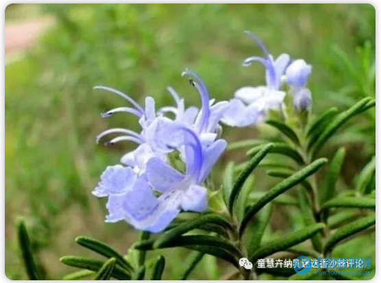 花开的季节，跟童慧一起学习赏花 纳乳迷迭香 童慧纳乳迷迭香的优势1